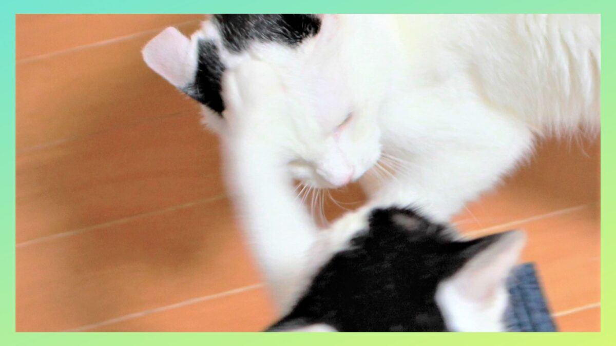 猫の喧嘩:2匹の猫が頭を叩き合っている様子