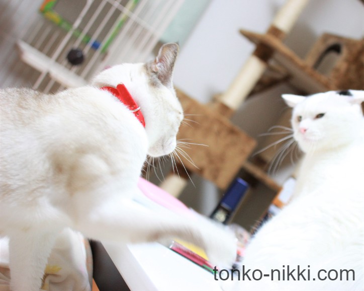 猫同士が喧嘩をしている様子