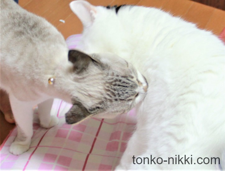 喧嘩の様子:2匹の猫の内、片方の猫が体にかみついている様子