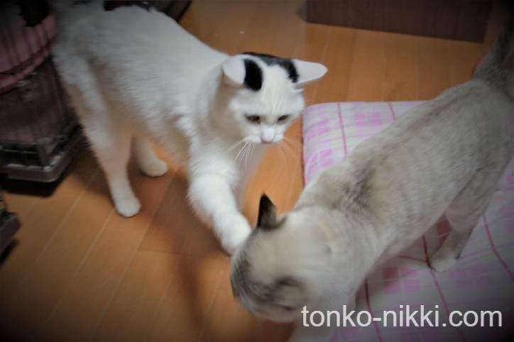 喧嘩の様子:ある猫の前を通った猫が、頭を叩かれている様子