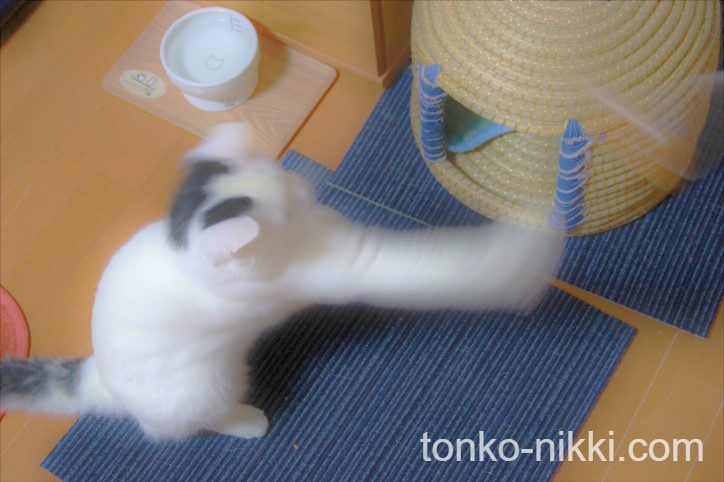 おもちゃで遊ぶ猫