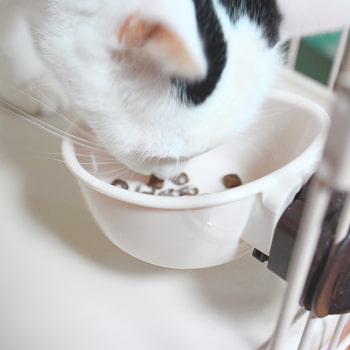 他の猫の分を食べている様子１